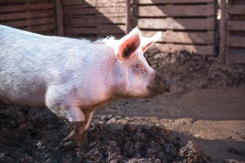 Dirty young pig Stock Photos