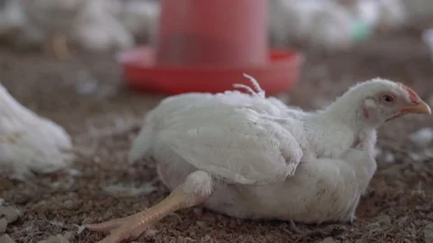A Disabled broiler can't move in a dusty chicken farm in India because of Stock Footage 107845029