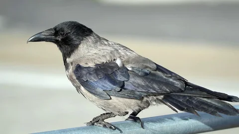 Disabled crow Stockbeeldmateriaal 70148497