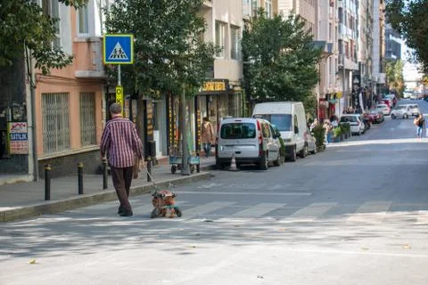 Disabled dog Stock Photos