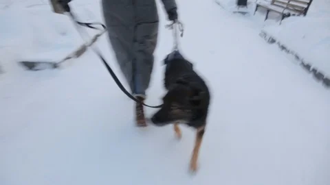 Disabled dog runs Stock Footage 120107622