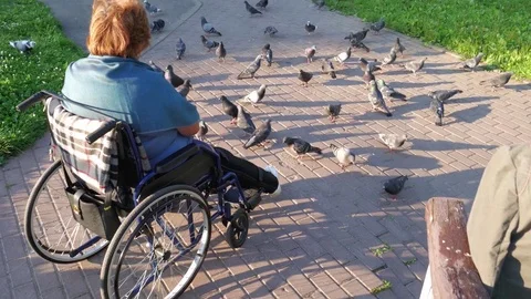 Disabled feeding pigeons. Stock Footage