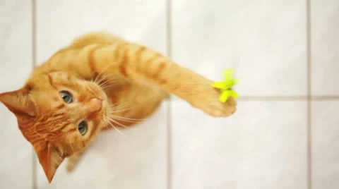 Disabled Feline Jumping for String Toy Stock Footage 36543078