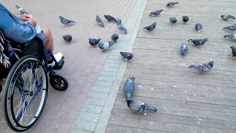 A disabled person feeding pigeons on the pavement Stock Footage