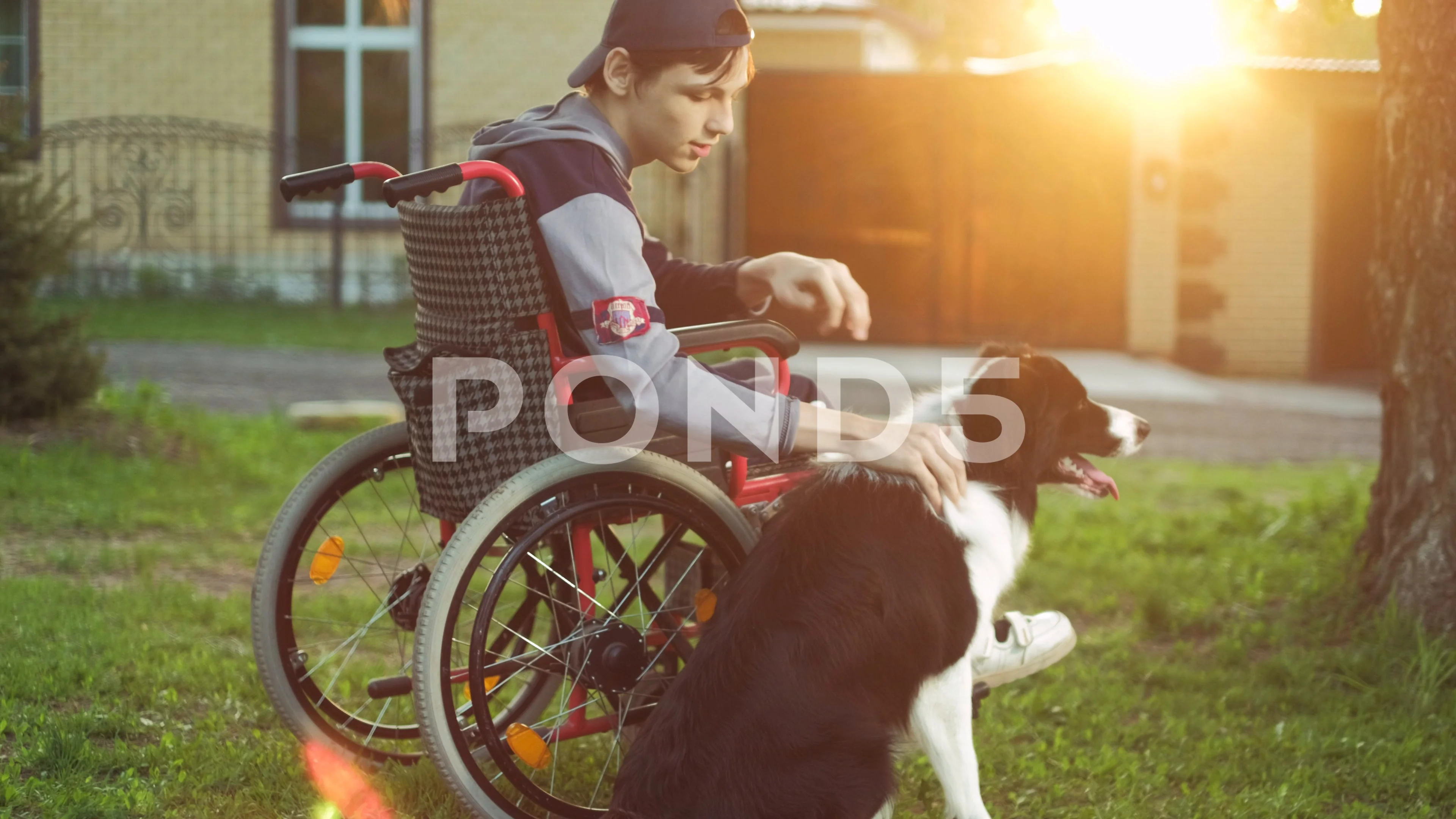 A Dog How To Help Disabled Person