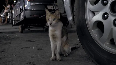 Disabled pet.A cat with a disability.invalid cat.Cat with one eye. Stock Footage 107152835