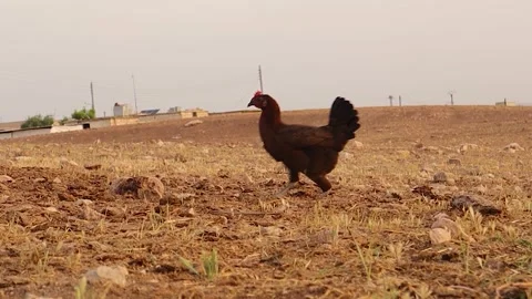 Disabled rural chicken crossing fields showing strength, resilience and survival Stock Footage 317363743