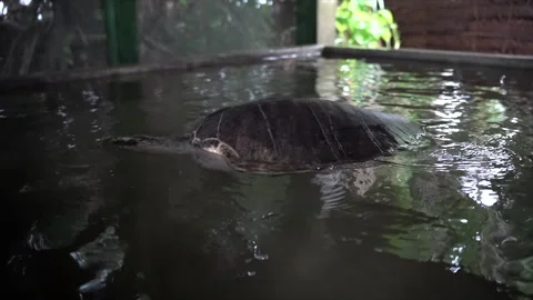 A disabled sea turtle with a broken back swimming in the tank alone. Stock Footage 264301932