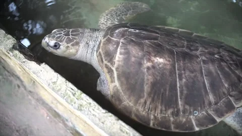 A disabled sea turtle with broken hand. Stock Footage 264307004