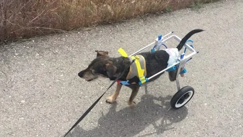Disabled Terrier Dog in Wheelchair Walking Stock Footage