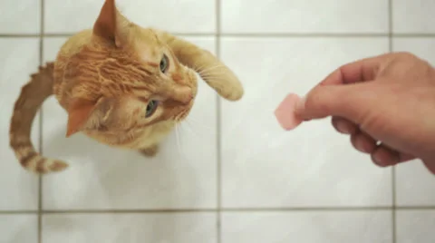 Disabled Three Legged Cat Takes a Treat Stock Footage 36546812