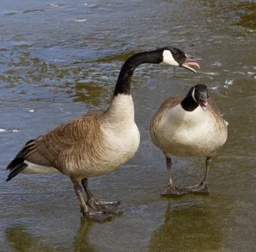 The disagreement of a pair Foto stock