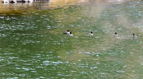 Disapearing  Ducks Stock Footage 49040685