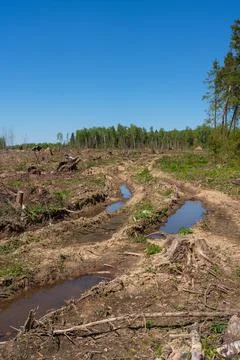 The disappearance of forests Stock Photos