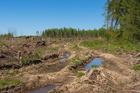 The disappearance of forests Stock Photos