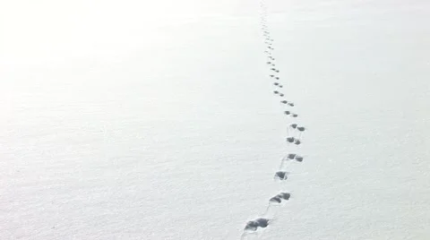 Disappearing Footprints Stock Footage 1269945