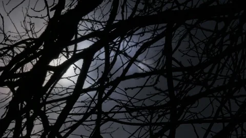 Disappearing sun dark cloudy sky through tree branches Stock Footage 78632130