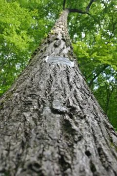 Disappearing Tree 스톡 사진