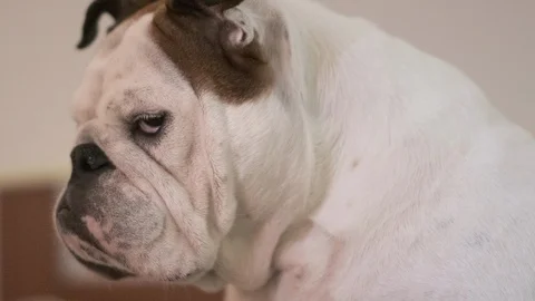 Disapproving grumpy dog portrait Stock Footage