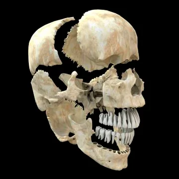 Disarticulated skull, computer artwork Illustrazione stock