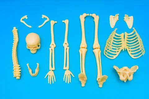 Disassembled Human Skeleton on Blue Background Stock Photos