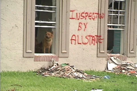 Disaster, dog stands in window of destroyed, abandoned house ZO wide shot Stock Footage 32328245
