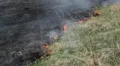 Disaster Fire In Dry Agriculture Field in Drought Season, Hot Summer, No Rain HD Footage