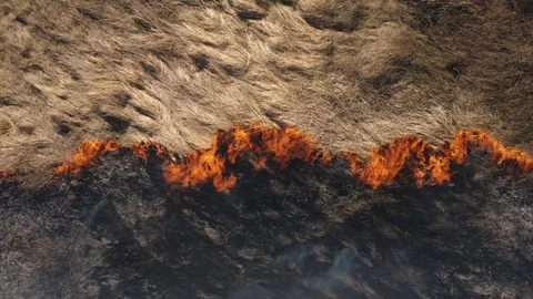 Disaster in the forest. Fires in the summer. Drone up Stock Footage 105008917