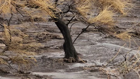 Disaster landscape, Charred tree from Fairview Fire in California, 動画素材 226875881