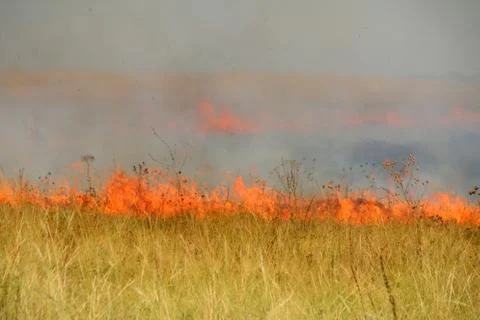 Disastrous steppe fire Stock Photos