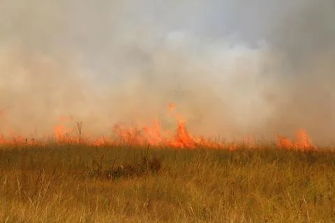 Disastrous steppe fire Stock Photos