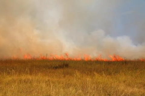 Disastrous steppe fire Stock Photos