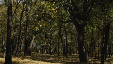 Disc golf net in woods wide shot Stock Footage 345265723