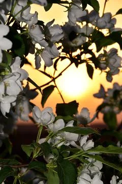 The disc of the setting sun shines through the spring blossoming branches of  Stock Photos