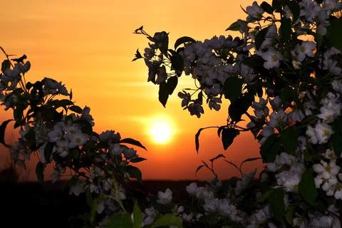 The disc of the setting sun shines through the spring blossoming branches of  Stock Photos
