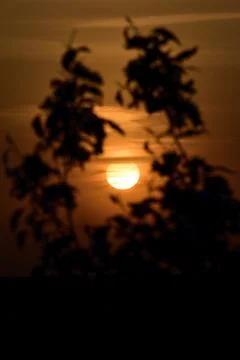 The disc of the setting sun shines through the spring blossoming branches of  Stock Photos