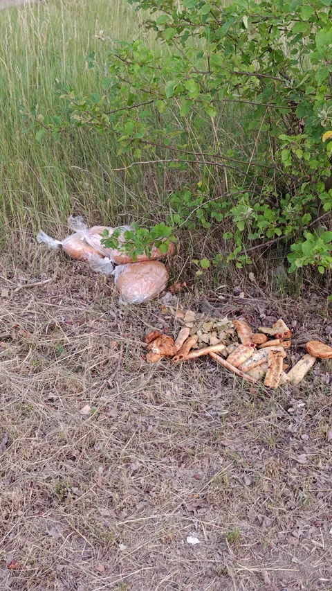 Discarded bread loaves in plastic bags thrown on the ground Stock Footage 337647857