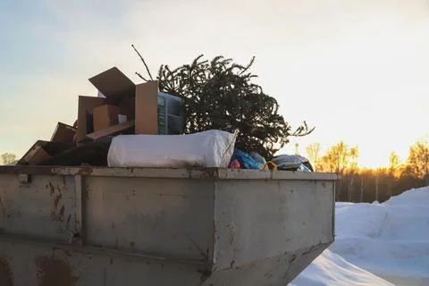 Discarded Christmas tree in a garbage container. After Christmas Stock Photos