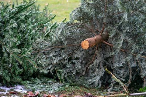 Discarded Christmas tree lying on the grass symbolizes the end of holidays Stock Photos