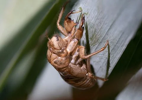 A discarded cicada shell after transformation. Stock Photos