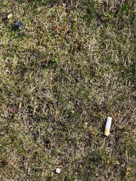 Discarded Cigarette Butt on Dry Grass Lawn Outdoors Stock Photos