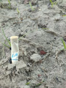 Discarded cigarette butt Stock Photos