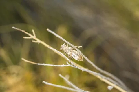 Discarded dragon fly nymph casing in between two sticks with a green and yell Stock Photos