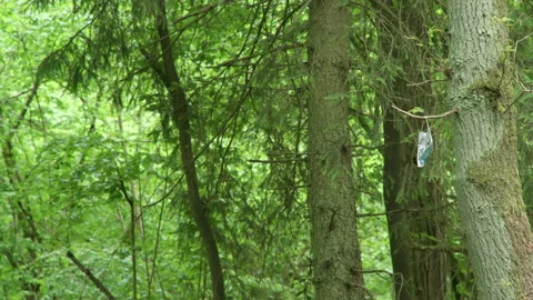 Discarded face mask hanging on a tree during corona 4k 50p Stock Footage 130789851
