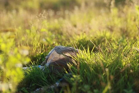 Discarded garbage bag hidden in meadow grass, showing litter pollution and .. 스톡 사진