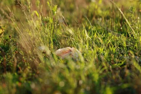 Discarded garbage bag hidden in meadow grass, showing litter pollution and .. 스톡 사진
