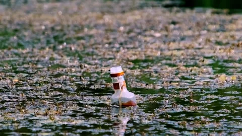 Discarded Glass Bottle Floating in Polluted Algae-Covered Water. Stock Footage 314076325