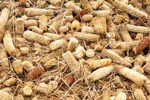 Discarded kernals of corn left in a field in Spain Stock Photos