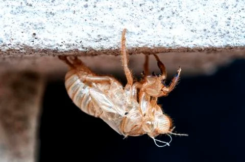 Discarded moult Stock Photos