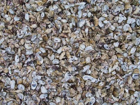 Discarded oyster shells on the beach at Cancale on the Brittany coast in No.. Foto stock